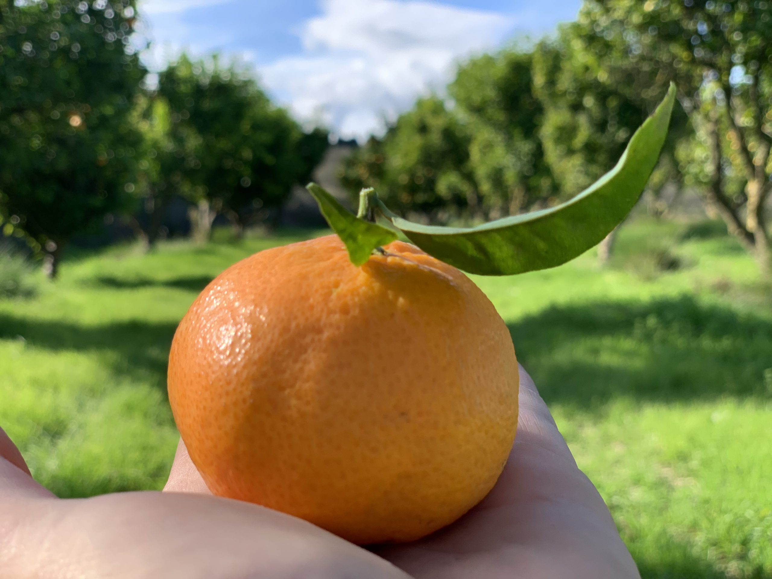 Mandarina: la clementina reina