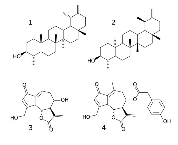 Compuestos químicos que se encuentran en la lechuga: (1) α-lactucerol ( taraxasterol ); (2) β-lactucerol (lactucon, lactucerin); (3) lactucina; (4) lactucopicrina
